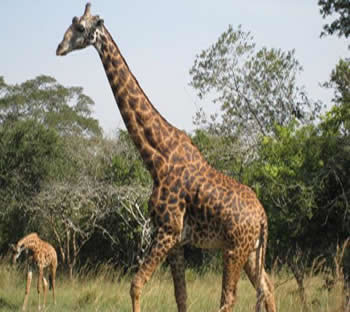 wildlife safaris